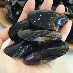 남해 홍합 1kg 70~80미 다듬이홍합 생홍합 통영홍합 여수홍합 진동홍합 세척홍합 지중해담치 지중해홍합