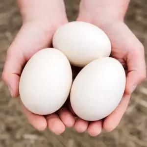 오리알 자연방사 오리농장 특란 이상 15구