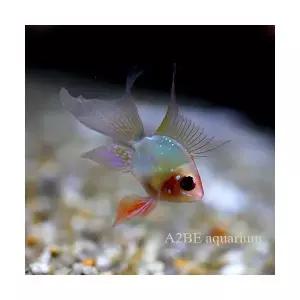 [에이투비]볼터치 골든볼 라미레지 롱핀 / 1.5-2 cm 전후 / 5마리