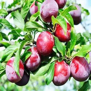 추희자두 자두나무 접목1년생 묘목 과실수