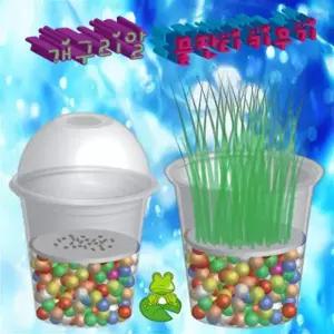 개구리알 물잔디키우기 5인