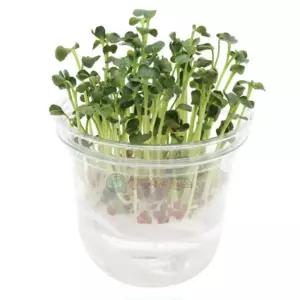 생명과학 관찰학습 발아조건 비교 실험키트 과학체험학습 과학프로젝트세트