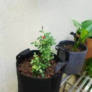 J2K 부직포 텃밭화분 식물 키우기 베란다용 가드닝 식물재배