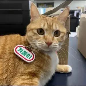 강아지인식표 미씽류 강아지 자수 이름표