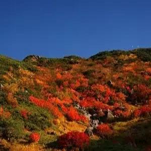 나고야/알펜루트 4일#단풍 #오색찬란한 가을의 발자취 #토롯코열차 #시라카와고 #온천호텔 #시내 특급호텔 #일본알프스 #마고메주쿠 #베스트상품