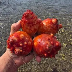 바다의맛 제철 통영 활멍게 깐멍게 1kg 3kg 500g