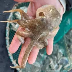 서해안 활 쭈꾸미 제철 생물 산지직송 1kg