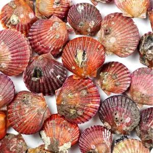 ALOHA-STORE 홍가리비 1KG 조개