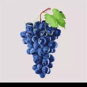 하모니아트 DIY 유화그리기 그림그리기 세트 유화페인팅 20x20 포도