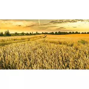 보석비즈 황금 밀밭 (패브릭) 보석십자수 40x70