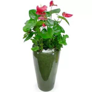 공기정화식물 안시리움