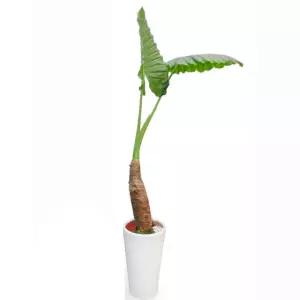 공기정화식물 알로카시아