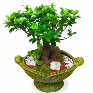 공기정화식물 인삼팬더