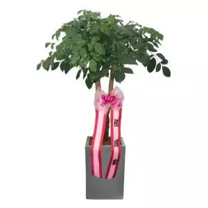 공기정화식물 해피트리 -사각화분