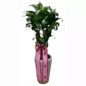 공기정화식물 행운목 -분갈이