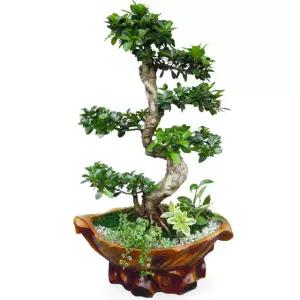 공기정화식물 가지마루 -고급