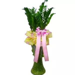 공기정화식물 금전수