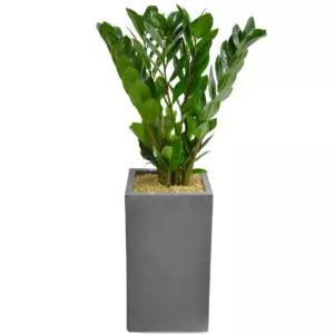 공기정화식물 금전수 -사각화분