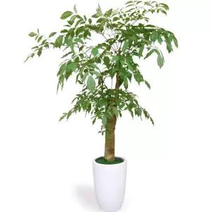 공기정화식물 녹보수