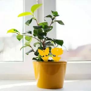 초파리트랩 벼룩파리퇴치 벼룩파리트랩