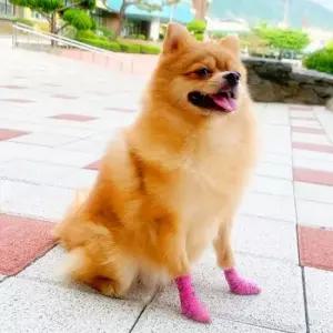 강아지 자가접착 붕대 핑크 S 2P 반려견 일회용 양말 반려동물붕대 강아지일회용신발