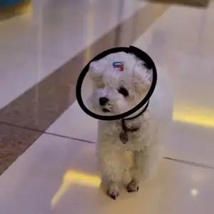 P1 반투명 강아지 넥카라 깔대기 5호 강아지넥카라 고양이넥카라 강아지깔대기