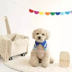 [반려] 스카프 6개세트개스카프 애견케이프 3색 반려동물