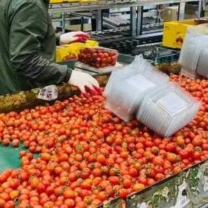 최상품 산지직송 스테비아 대추방울토마토 500g 4개