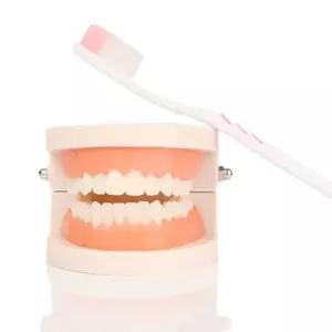 덴티폼 치아모형 치과 구강교육 브라켓 양치지도 실습교구 치의학