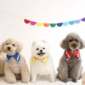 패리스독 강이지 고양이 폼폼 스카프 블루 강이지 고양이 폼폼 스카프 패션용품