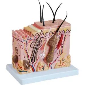 교육용 두피모형 해부학 수업 모형도 교보재 이론 연구 모낭 피부 병리 단면 확대