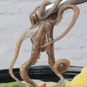 [산지직송] 국내산 활 낙지 3미(중사이즈/1미당 100~120g내외)