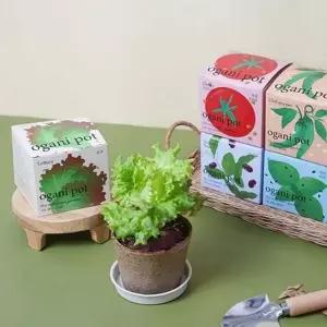학습용 씨앗 어린이 새싹 키트 식물 재배 바질 실내식물키트