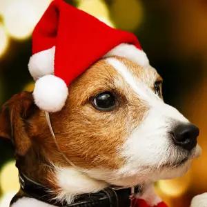 크리스마스 미니 산타 모자 소품 인형 반려동물