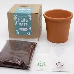 유칼립투스 화분 사무실 식물 키우기 허브 모종 세트