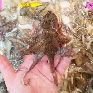 서해안 자연산 활 쭈꾸미 제철 주꾸미 생물 냉동 1kg