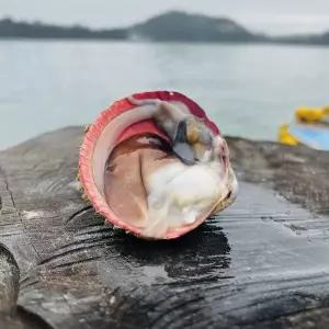 남해안 횟감,샤브샤브용 검정 손질 새조개 1kg (200g당 10미 내외