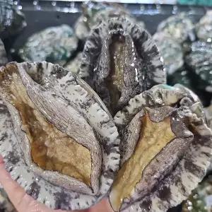 완도 활전복 특특대 1kg 10-11미 산소포장