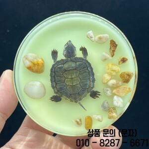 수지 곤충 (형광 포함) 표본 장식 공예 교육 모델 테이블 거실 홈 액세서리