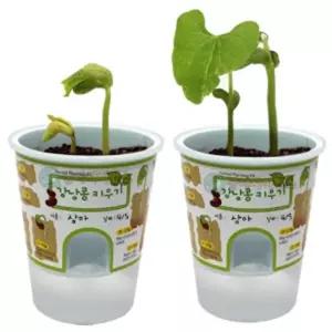 수업 삼투압현상 강낭콩키우기 1인용 과학 놀이교구 만들기재료 사이언스 실험키트