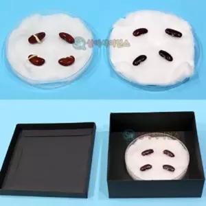강낭콩 발아실험 1인용 과학수업재료 만들기용품 사이언스 교육준비물 DIY 관찰