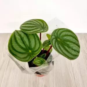 수박페페 소 수박처럼동그란잎 실내