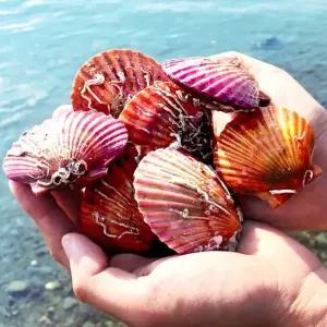 당일조업 산지직송 통영 제철 홍가리비 1kg 2kg