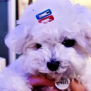 강아지 머리핀 사각 똑딱핀 5P 삔 강아지 말티즈 강아지 삔