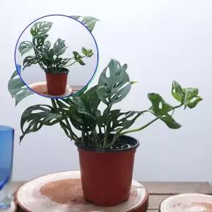 쌍문상회 몬스테라아단소니 거실화분 홈가드닝 실내화초 관엽식물 왕성한 번식력 구멍