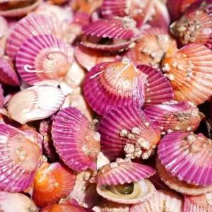 국내산 통영 홍가리비 1KG 40~45미