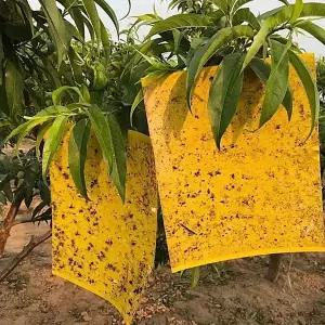 원예 화분 화초 벌레 끈끈이 사각트랩