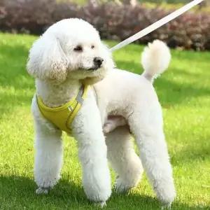 애견 시원한 여름 매쉬 조끼 산책줄 하네스 선물
