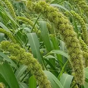 차조 국내 재래종 청차조 종자 곡물 품종 씨앗 600g