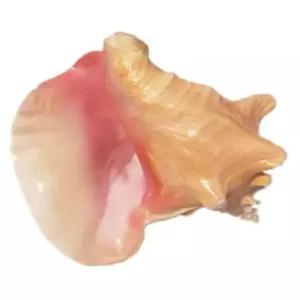 대형 바다 껍데기 조경 장식 소품 어항 공예 소라 6-7 황금주먹달팽이x1